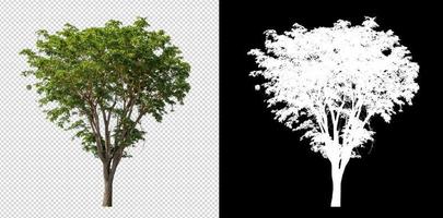 Tree on transparent picture background with clipping path, single tree with clipping path and alpha channel photo