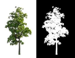 Tree isolated on a white background with clipping path and alpha channel photo