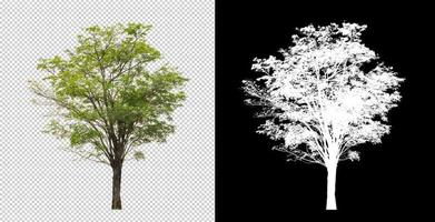 Tree on transparent picture background with clipping path, single tree with clipping path and alpha channel photo