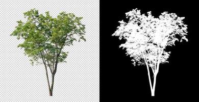 Tree on transparent picture background with clipping path, single tree with clipping path and alpha channel photo