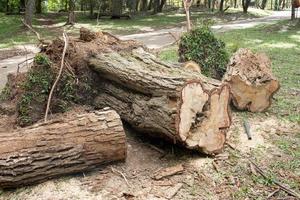 A tree that was uprooted and fell down during a windstorm in Olhos de agua park in Brasilia, and was sawed up to be removed photo