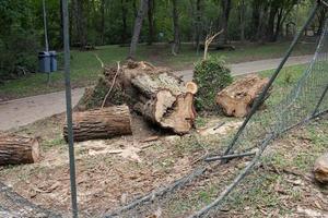 A tree that was uprooted and fell down during a windstorm in Olhos de agua park in Brasilia, and was sawed up to be removed photo