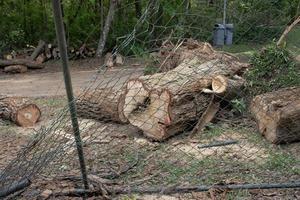 A tree that was uprooted and fell down during a windstorm in Olhos de agua park in Brasilia, and was sawed up to be removed photo