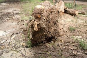 A tree that was uprooted and fell down during a windstorm in Olhos de agua park in Brasilia, and was sawed up to be removed photo