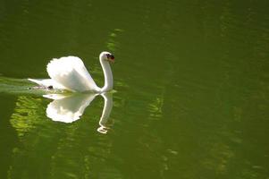 Graceful swan on a perfectly calm lake with mirror-like reflection photo