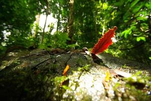 Red leaves fall on the moist rock in the tropical forest photo