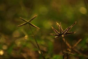 Crowfoot grass weed field in the morning light photo