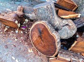 The large logs were cut into pieces prepared for carving photo