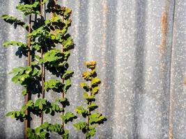 The rusty corrugated iron fence with the Phyllanthus reticulatus Poir leaf photo