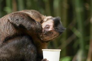 Rio de Janeiro, RJ, Brazil, 2022 - Capuchin monkey grabs a cup of soda from a trash can to drink the beverage and eats a cornstarch biscuit at Emperor's Table belvedere photo