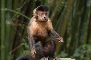 Rio de Janeiro, RJ, Brazil, 2022 - Capuchin monkey grabs a cup of soda from a trash can to drink the beverage and eats a cornstarch biscuit at Emperor's Table belvedere photo