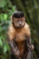 Rio de Janeiro, RJ, Brazil, 2022 - Capuchin monkey grabs a cup of soda from a trash can to drink the beverage and eats a cornstarch biscuit at Emperor's Table belvedere photo