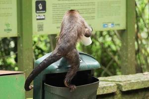 Rio de Janeiro, RJ, Brazil, 2022 - Capuchin monkey grabs a cup of soda from a trash can to drink the beverage and eats a cornstarch biscuit at Emperor's Table belvedere photo