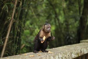 río de janeiro, rj, brasil, 2022 - mono capuchino toma una taza de refresco de un bote de basura para beber la bebida y come una galleta de maicena en el belvedere de la mesa del emperador foto