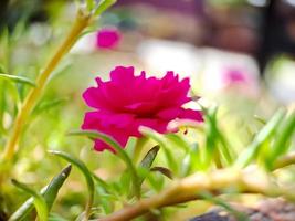 Pink Moss rose flower on green blur background. Portulaca grandiflora tree with flowers. macro photography shot in the garden. photo