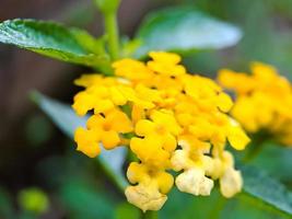 Yellow lantana is a type of flowering plant from the Verbenaceae family originating from the tropics of Central and South America. Lantana camara. Macro yellow flower closeup. in a public park. photo