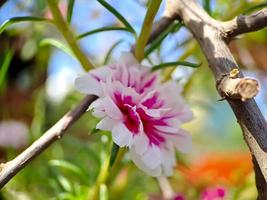 Pink Moss rose flower on green blur background. Portulaca grandiflora tree with flowers. macro photography shot in the garden. photo