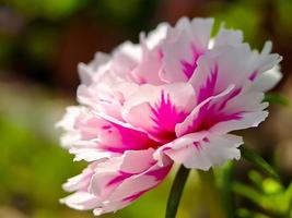 Pink Moss rose flower on green blur background. Portulaca grandiflora tree with flowers. macro photography shot in the garden. photo