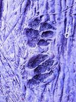 cat footprints on cement concrete, with blue background. photo