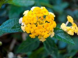 Yellow lantana is a type of flowering plant from the Verbenaceae family originating from the tropics of Central and South America. Lantana camara. Macro yellow flower closeup. in a public park. photo