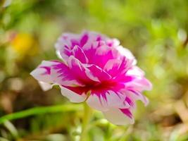 Pink Moss rose flower on green blur background. Portulaca grandiflora tree with flowers. macro photography shot in the garden. photo