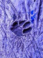 cat footprints on cement concrete, with blue background. photo