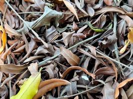 brown dry leaf texture, suitable for brochure, flyer, website background. photo