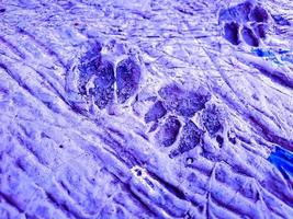 cat footprints on cement concrete, with blue background. photo