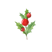 Watercolor christmas ilex branch png