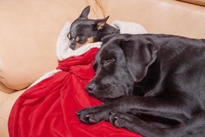 Dogs on a sofa on a red blanket. Two dogs are sleeping, a chihuahua and a labrador retriever. photo