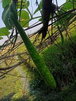 Long Gourd, wallpaper, beauty nature photo