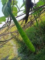 Long Gourd, wallpaper, beauty nature photo