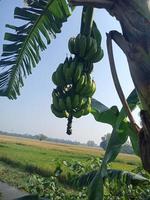 Gros michel banana, wallpaper, beauty banana, beauty nature photo