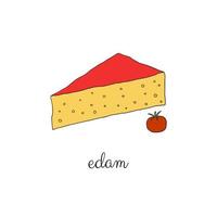 Hand drawn edam cheese. vector