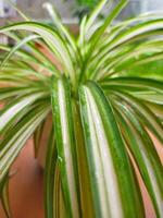 Close up photo of Chlorophytum comosum beautiful green white stripes spider plant with water splash.