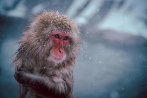 Lonely monkey in snow weather, travel in Japan. photo