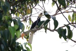 Oriental Pied Hornbill on the tree tops photo