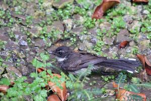 Malayan Pied Fantail on the ground photo