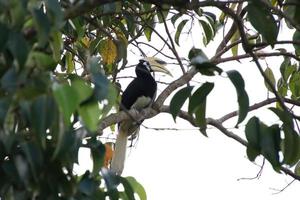 Oriental Pied Hornbill on the tree tops photo