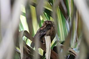 sunda scops buho entre el follaje foto