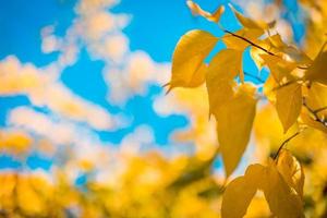 Beautiful leaves in autumn sunny day abstract blurry background. Close-up seasonal nature foliage. Artistic evening outdoor fall concept. Sun rays soft sunlight, golden yellow tree.