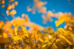 Beautiful leaves in autumn sunny day abstract blurry background. Close-up seasonal nature foliage. Artistic evening outdoor fall concept. Sun rays soft sunlight, golden yellow tree. photo