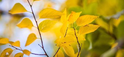 Beautiful leaves in autumn sunny day abstract blurry background. Close-up seasonal nature foliage. Artistic evening outdoor fall concept. Sun rays soft sunlight, golden yellow tree. photo