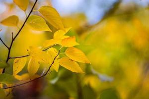 Beautiful leaves in autumn sunny day abstract blurry background. Close-up seasonal nature foliage. Artistic evening outdoor fall concept. Sun rays soft sunlight, golden yellow tree. photo