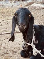 A goat looks at you and eating gross photo