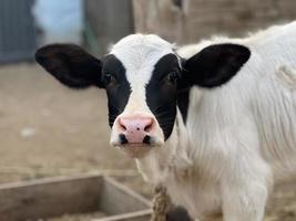 becerro en la granja. dentro de la granja hay una linda vaca bebé foto