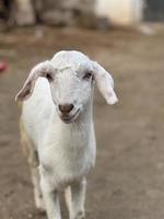 A goat looks at you and eating gross photo