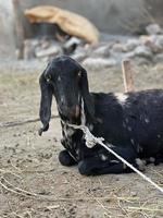 A goat looks at you and eating gross photo