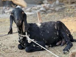 A goat looks at you and eating gross photo