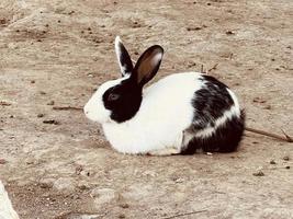 rabbit on a earth photo